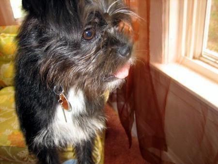 Affenpinscher