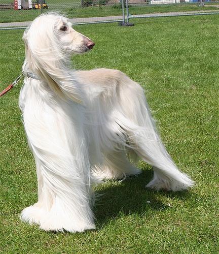 Afghane