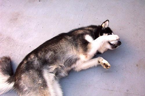 Alaskan Malamute