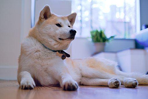 American Akita