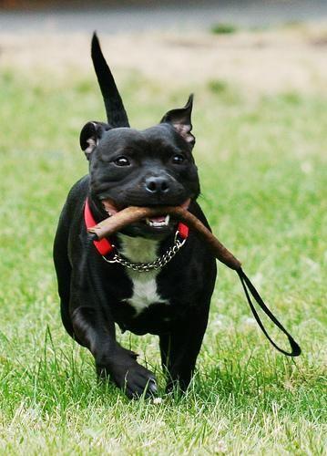 American Staffordshire Terrier