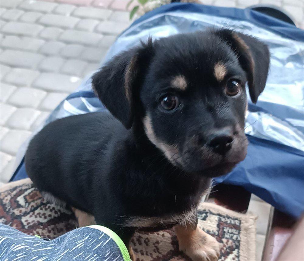 Aussiedoodle