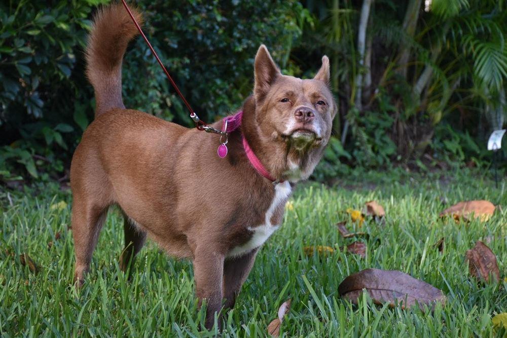 Australian Kelpie