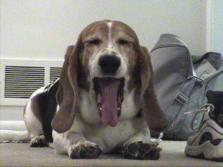 Basset Hound