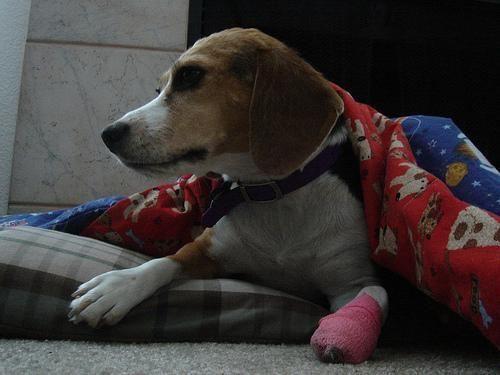 Beagle