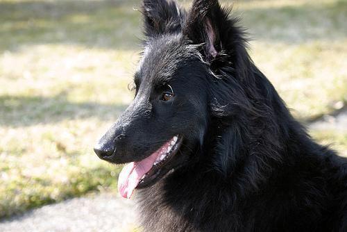 Belgischer Schäferhund Groenendael