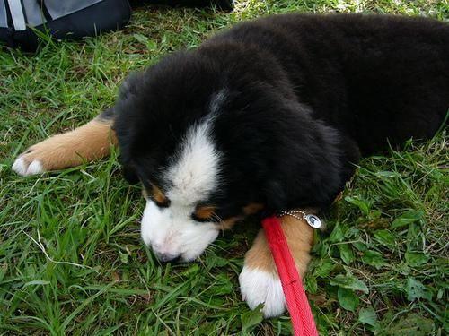 Berner Sennenhund