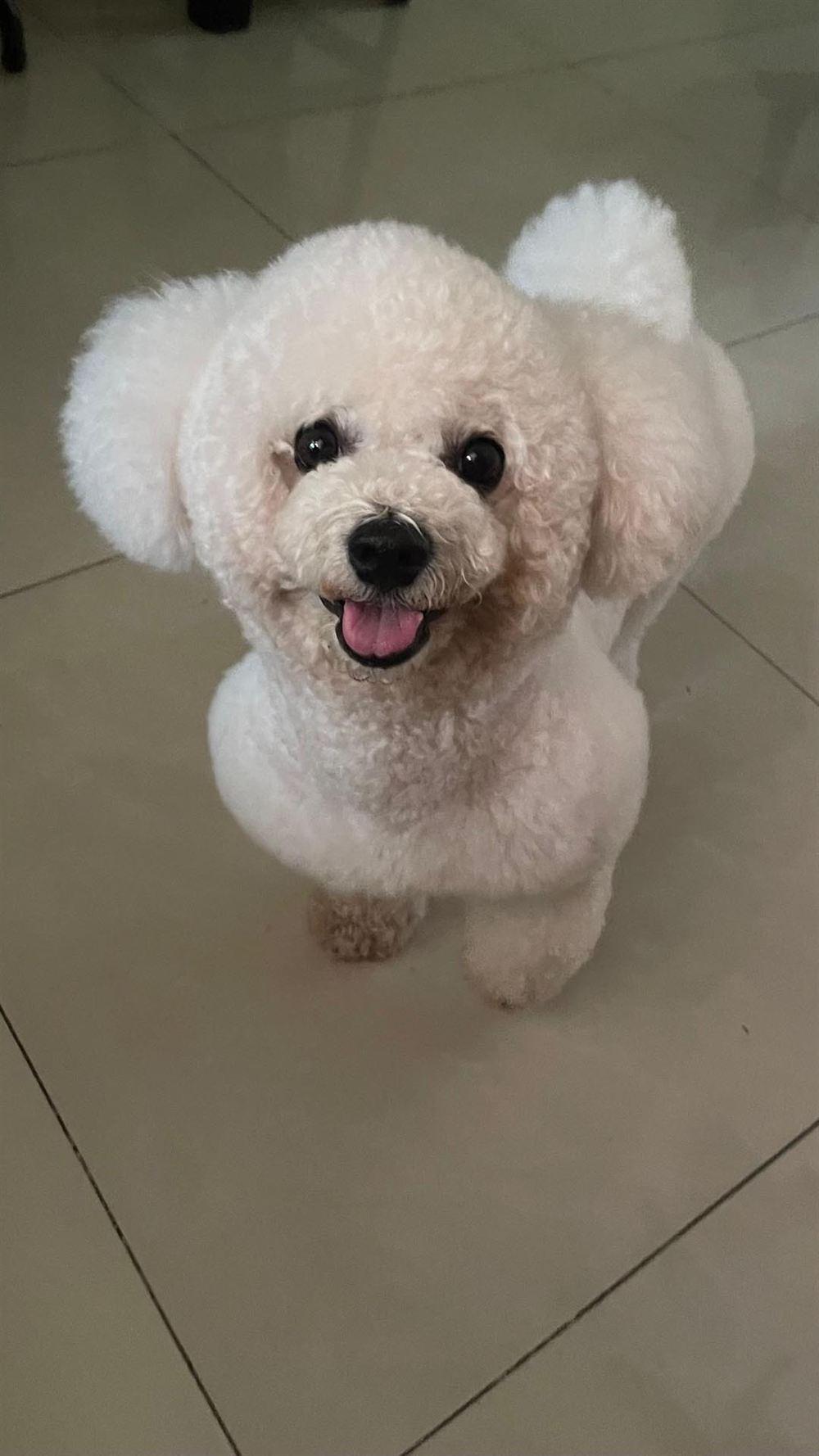 Bichon Frisé