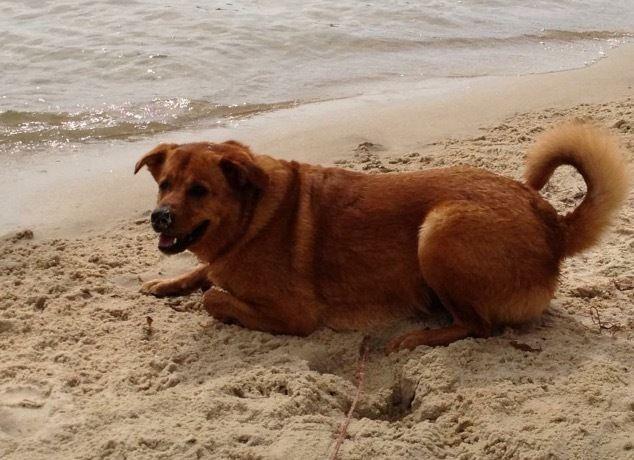 Bordeauxdogge