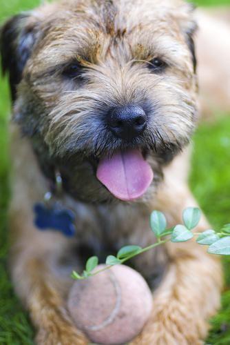 Border Terrier