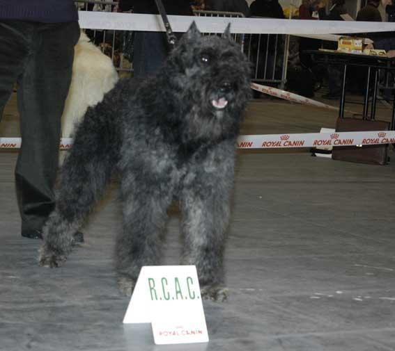 Bouvier des Flandres