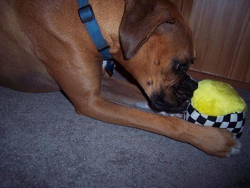 Boxer
