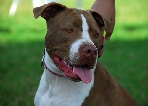 Bull Terrier