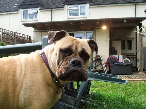 Bullmastiff