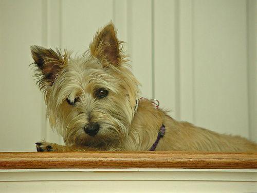 Cairn Terrier