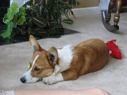 Cardigan Welsh Corgi