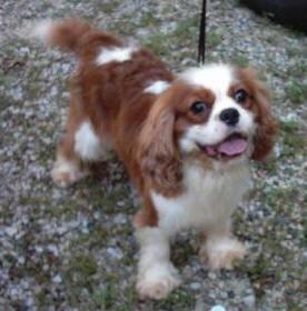Cavalier King Charles Spaniel