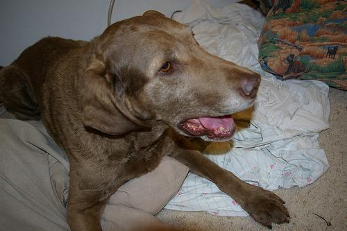 Chesapeake Bay Retriever