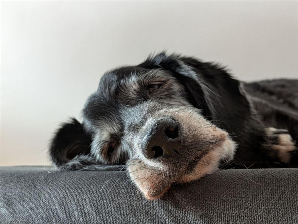 Chiweenie