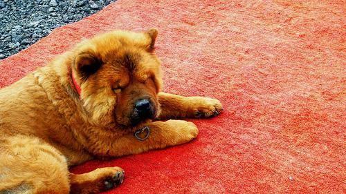 Chow-Chow