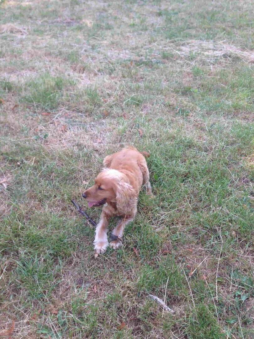 Cocker Spaniel