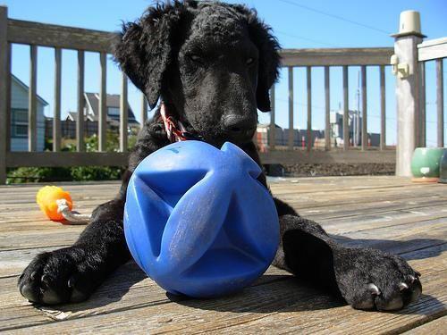 Curly Coated Retriever