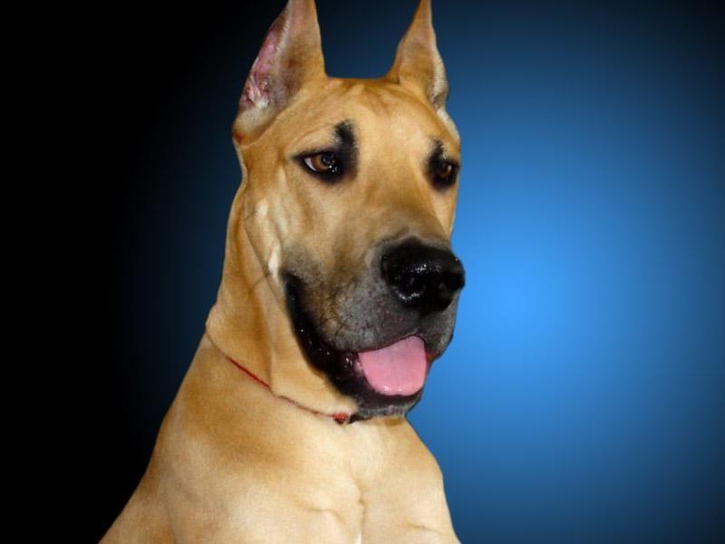 Deutsche Dogge