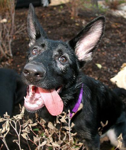 Deutscher Schäferhund
