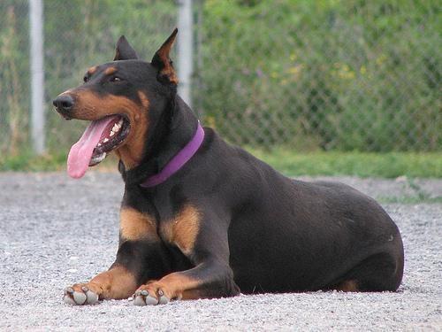 Dobermann