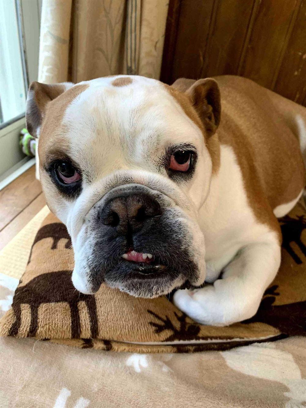 Englische Bulldogge