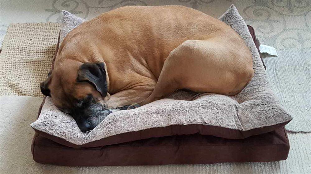 Englischer Mastiff