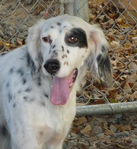 English Setter