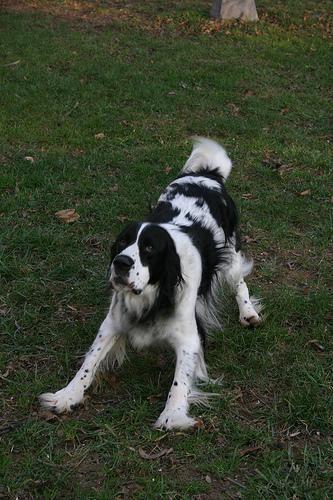 English Springer Spaniel