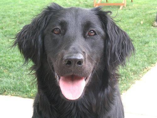 Flat Coated Retriever