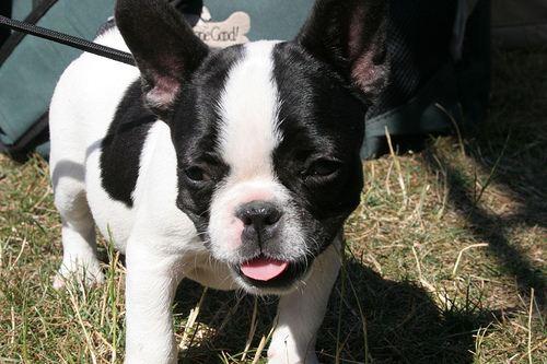 Französische Bulldogge