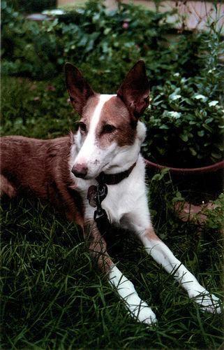 Galgo Espanol