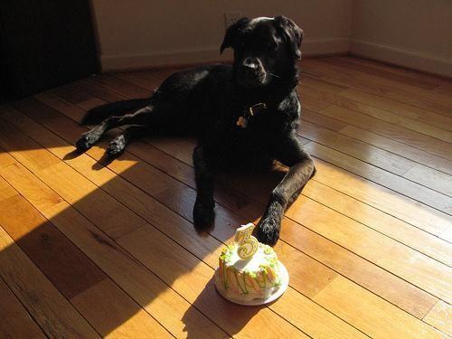 Golden Labrador
