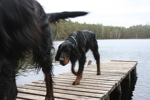 Gordon Setter