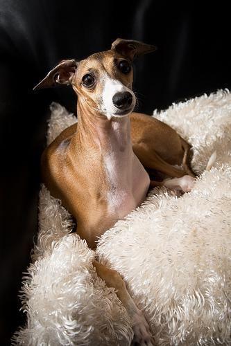 Greyhound