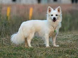 Großspitz