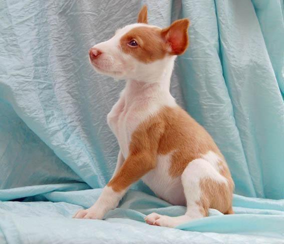 Podenco Ibicenco