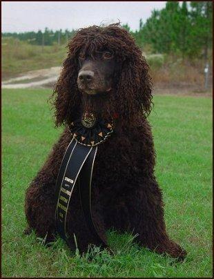 Irischer Wasserspaniel