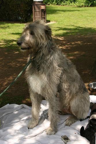 Irischer Wolfshund