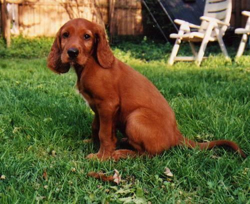 Irish Setter