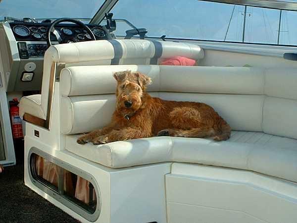 Irish Terrier