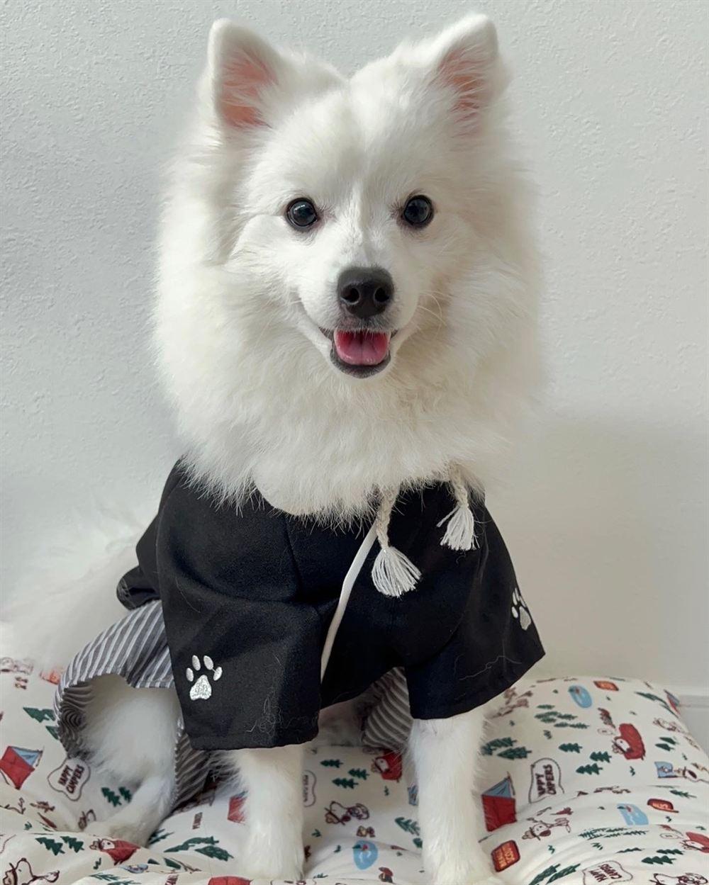 Japanischer Spitz