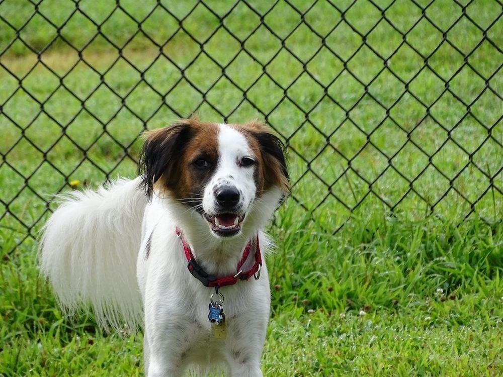 Kangal