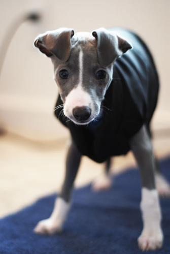 Kleiner Italienischer Windhund