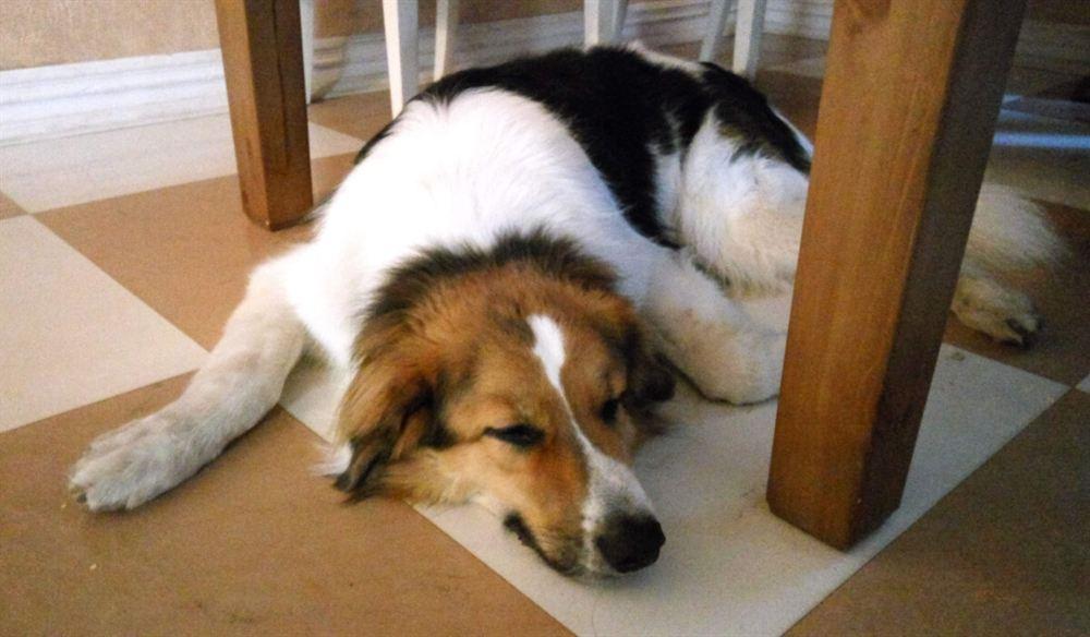 Kleiner Münsterländer