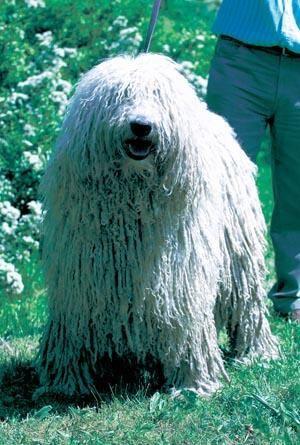 Komondor